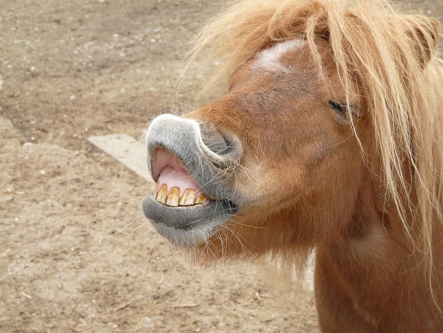 pony smile